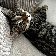 Yoshi participe au concours pour gagner de l'argent avec cette photo : cat, kitten, tabby, pet, animal, feline, whiskers, ears, couch, fabric, texture, indoor, relaxed, cute, small, young, fur, striped, resting, closeup