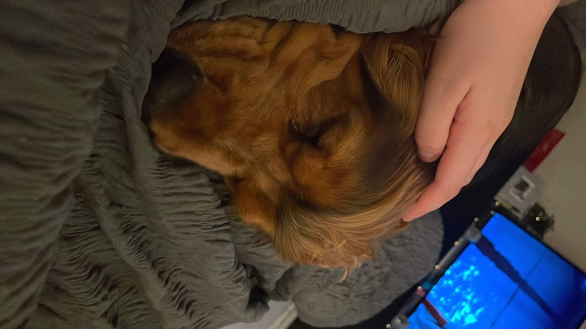 Hugo joined the competition — help win amazing prizes! canidae, carnivore, child, comfort, companion_dog, dog, dog_breed, elbow, foot, fun, fur, human_leg, lap, nail, puppy, sporting_group, whiskers, wood, wrinkle, wrist