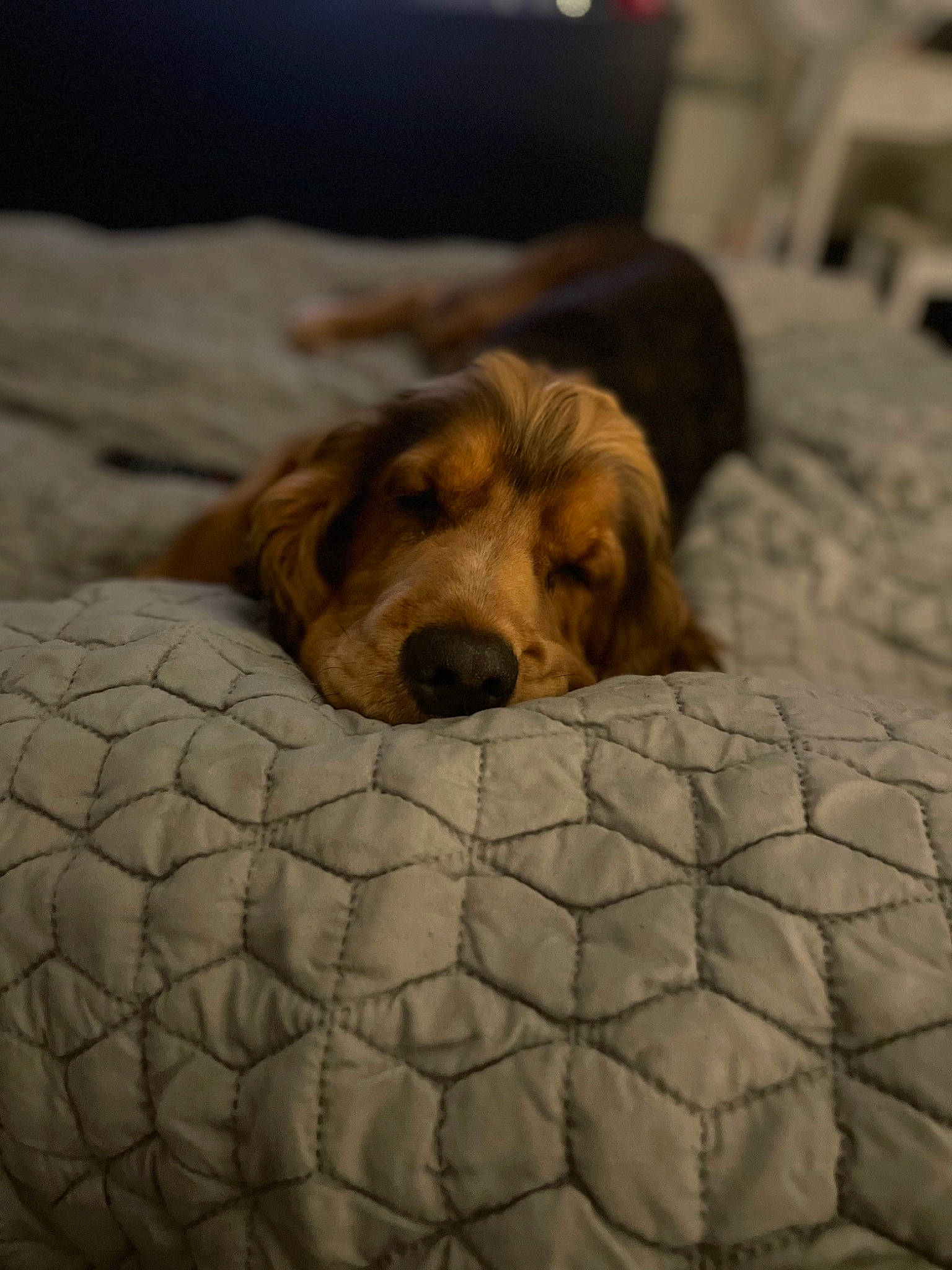 Hugo joined the competition — help win amazing prizes! beach, bed, bed_sheet, bedding, canidae, carnivore, comfort, companion_dog, dog, dog_breed, dog_supply, fawn, flooring, fur, linens, mammal, pet_supply, terrestrial_animal, wood, working_animal