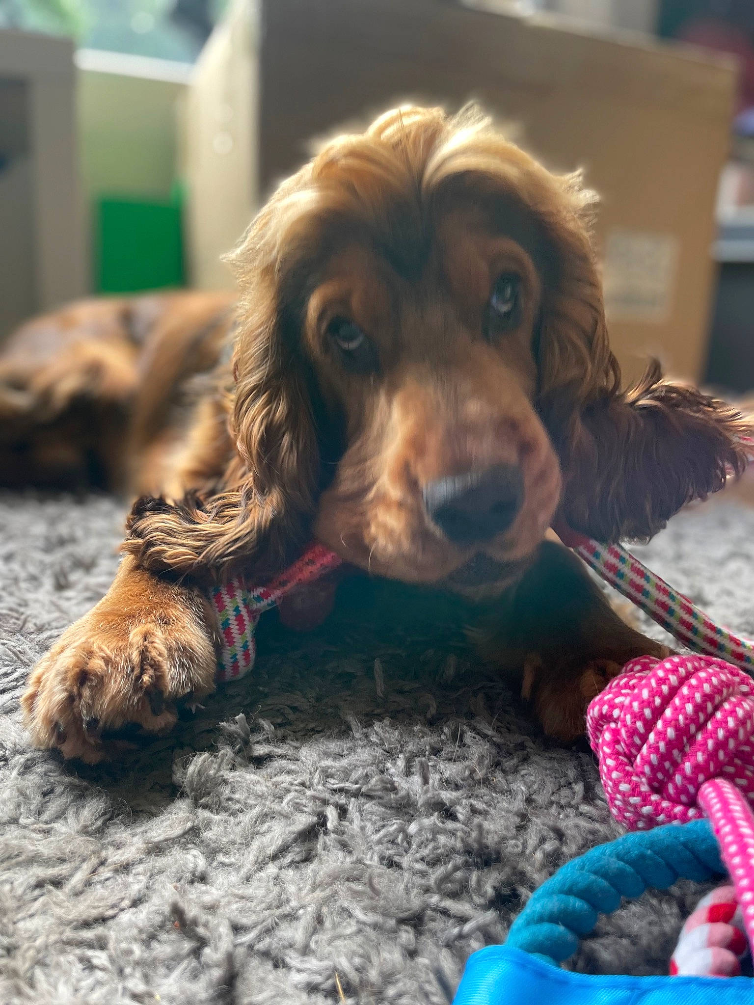 Hugo joined the competition — help win amazing prizes! canidae, carnivore, cocker_spaniel, collar, companion_dog, dog, dog_breed, dog_collar, fawn, fur, gun_dog, leash, liver, retriever, snout, spaniel, sporting_group, toy_dog, whiskers, working_animal