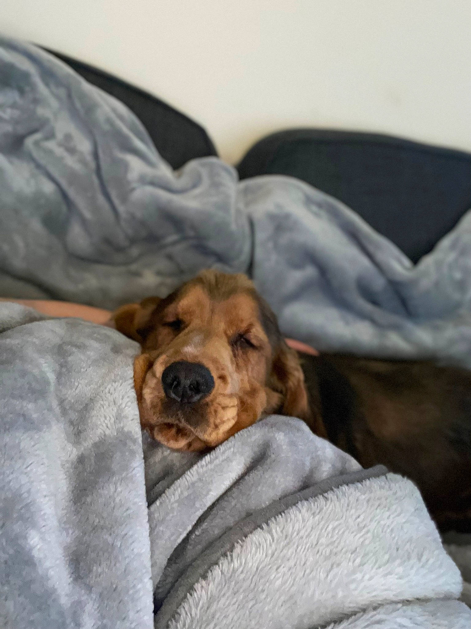 Hugo is registered to the contest to win money with this photo: canidae, carnivore, comfort, companion_dog, dog, dog_breed, fawn, fur, linens, sporting_group, terrestrial_animal, whiskers, working_animal