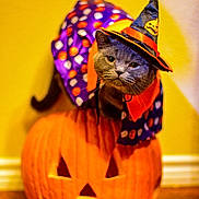 Sheba joined the competition — help win amazing prizes! animal, cape, carved_pumpkin, cat, costume, cute, face, festive, halloween, holiday, indoor, jack_o_lantern, orange, pet, polka_dots, pumpkin, purple, witch_hat, wood_floor, yellow_wall