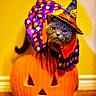 animal, cape, carved_pumpkin, cat, costume, cute, face, festive, halloween, holiday, indoor, jack_o_lantern, orange, pet, polka_dots, pumpkin, purple, witch_hat, wood_floor, yellow_wall