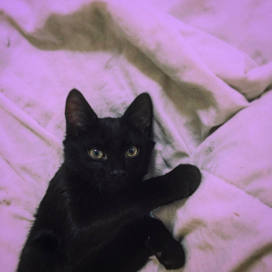 Oggy participe au concours pour gagner de l'argent avec cette photo : asian, black, black_cat, bombay, carnivore, cat, domestic_short_haired_cat, eye, felidae, fur, kitten, mammal, polydactyl_cat, small_to_medium_sized_cats, tail, whiskers