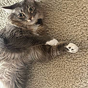 Hoku is registered to the contest to win money with this photo: cat, tabby, gray_cat, white_paws, fluffy, pet, animal, indoor, carpet, texture, curious, wide_eyes, ears, fur, whiskers, cute, relaxed, lying_down, looking, playful