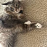 cat, tabby, gray_cat, white_paws, fluffy, pet, animal, indoor, carpet, texture, curious, wide_eyes, ears, fur, whiskers, cute, relaxed, lying_down, looking, playful