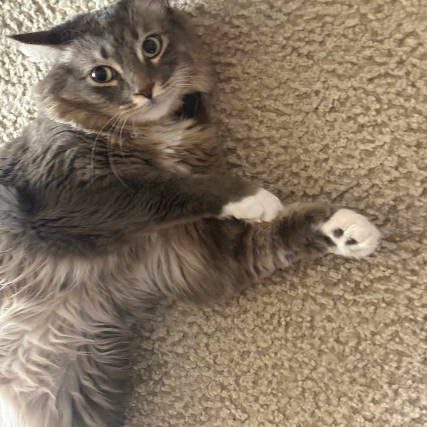 Hoku is registered to the contest to win money with this photo: cat, tabby, gray_cat, white_paws, fluffy, pet, animal, indoor, carpet, texture, curious, wide_eyes, ears, fur, whiskers, cute, relaxed, lying_down, looking, playful