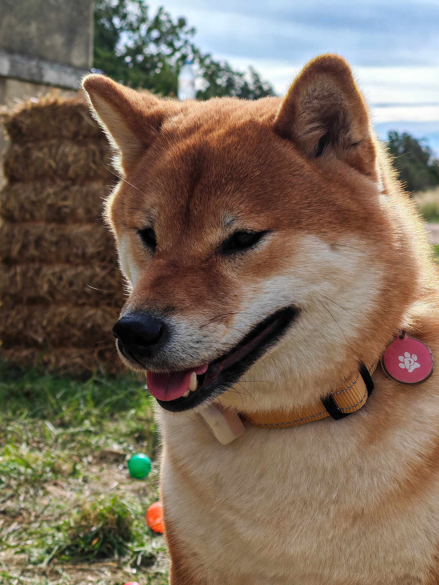 Kyra a rejoint le concours — aidez-le/la à gagner de superbes lots ! dog, shiba_inu, animal, pet, outdoor, grass, hay_bales, collar, tag, tongue, close_up, brown_fur, happy, nature, playful, daylight, canine, ears, snout, background