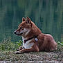 Kyra a rejoint le concours — aidez-le/la à gagner de superbes lots ! dog, canine, outdoor, grass, water, nature, animal, pet, collar, relaxed, side_view, brown_fur, quiet, lake, resting, calm, wildlife, flora, landscape, serene