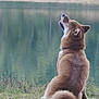 Kyra a rejoint le concours — aidez-le/la à gagner de superbes lots ! dog, sitting, lake, water, grass, outdoor, nature, fur, canine, collar, pet, animal, brown, calm, serene, wildlife, reflection, daytime, quiet, landscape