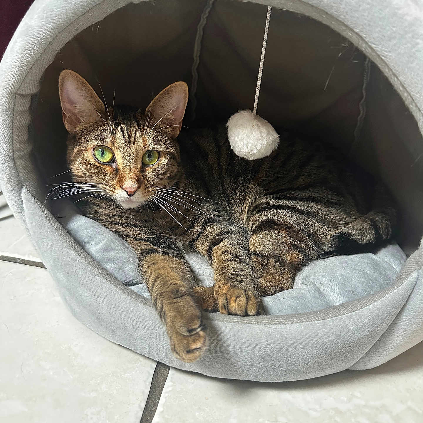 Kira a rejoint le concours — aidez-le/la à gagner de superbes lots ! abyssinian, animal, canine, cat, dog, dogbed, kitten, manx, pet