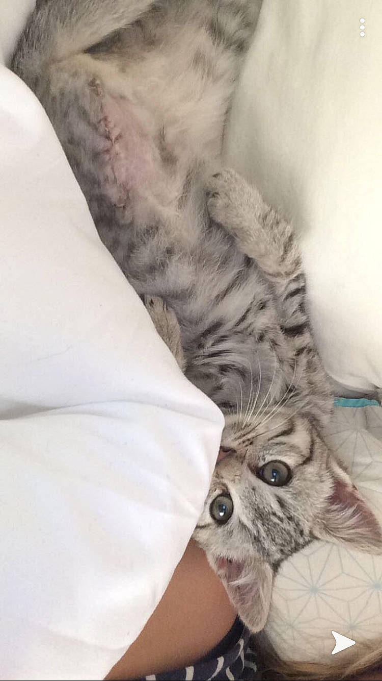 Miracle participe au concours pour gagner de l'argent avec cette photo : carnivore, cat, claw, felidae, fur, kitten, leg, norwegian_forest_cat, skin, small_to_medium_sized_cats, tabby_cat, whiskers