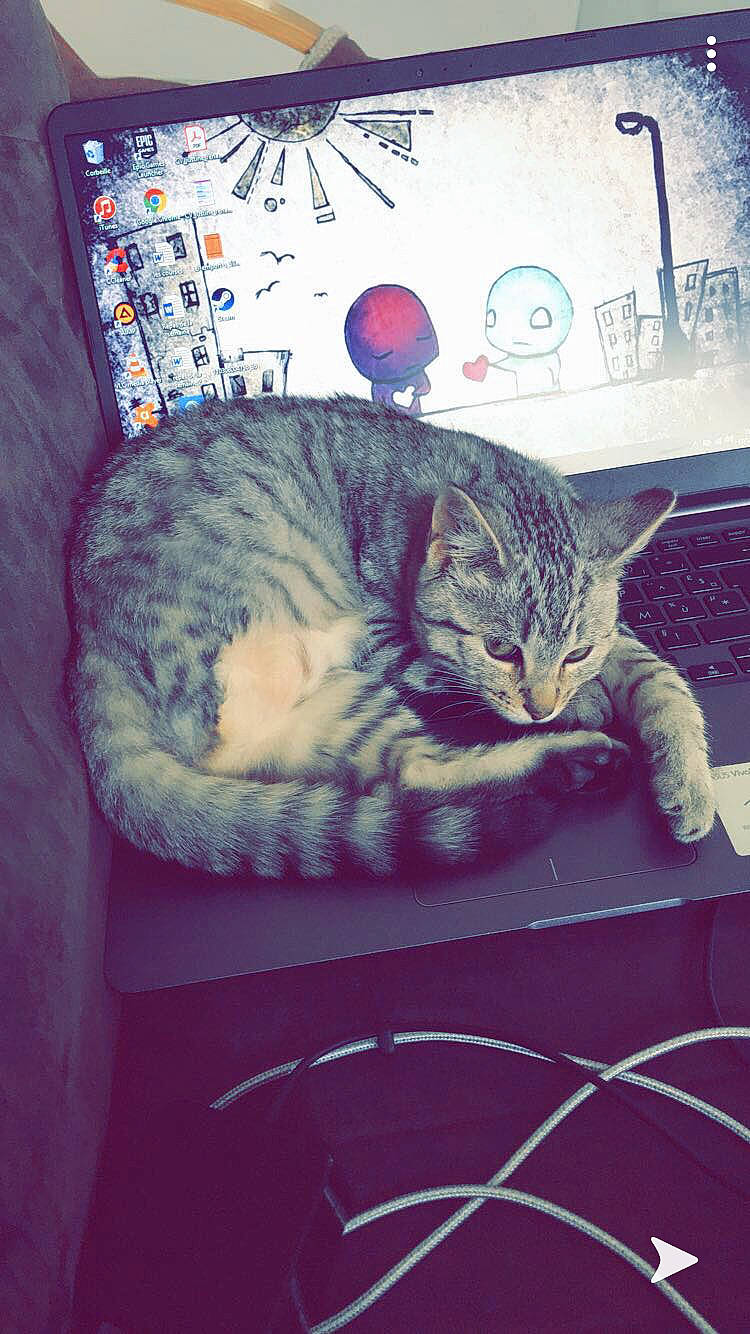 Miracle a rejoint le concours — aidez-le/la à gagner de superbes lots ! american_shorthair, asian, california_spangled, carnivore, cat, domestic_short_haired_cat, dragon_li, egyptian_mau, european_shorthair, felidae, fur, illustration, kitten, photo_caption, sleep, small_to_medium_sized_cats, space, tabby_cat, tail, whiskers