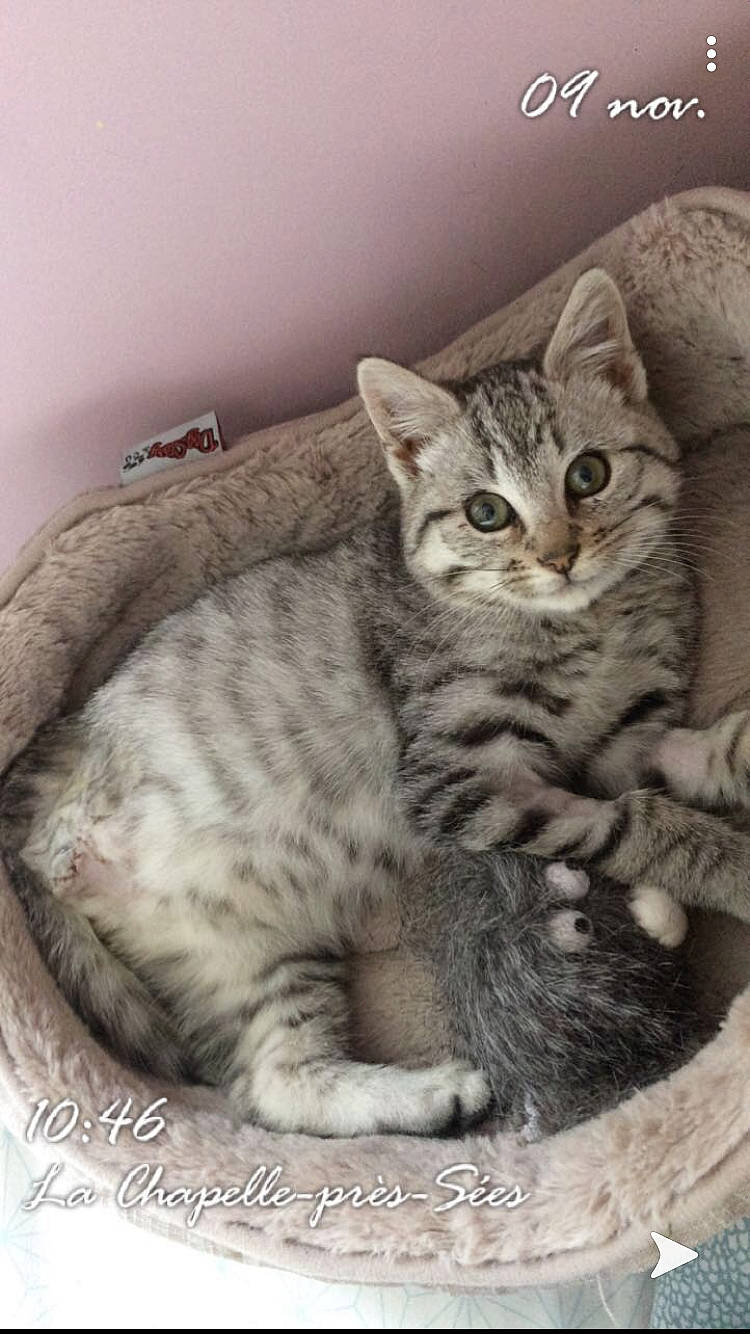 Miracle a rejoint le concours — aidez-le/la à gagner de superbes lots ! american_shorthair, arabian_mau, asian, australian_mist, california_spangled, carnivore, cat, domestic_short_haired_cat, dragon_li, egyptian_mau, european_shorthair, felidae, kitten, mammal, ocicat, pixie_bob, small_to_medium_sized_cats, tabby_cat, vertebrate, whiskers