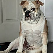 Merle joined the competition — help win amazing prizes! animal, brown, bulldog, canine, companion, dog, domestic, ears, expression, face, floor, fur, indoor, paws, pet, portrait, sitting, slouching, waiting, white