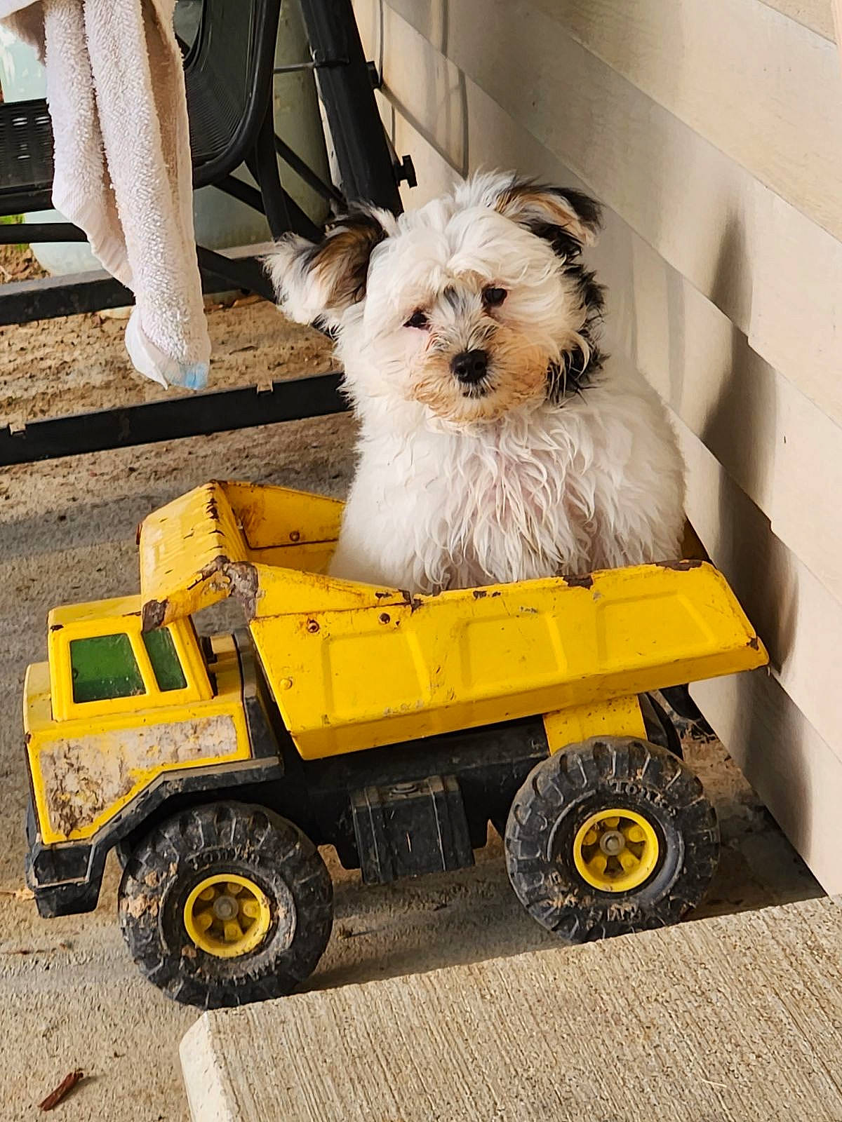 Stella is registered to the contest to win money with this photo: automotive_tire, canidae, carnivore, companion_dog, dog, dog_breed, dog_clothes, dog_supply, fawn, machine, puppy_love, small_terrier, sporting_group, terrier, tire, toy_dog, truck, vehicle, wheel, working_animal