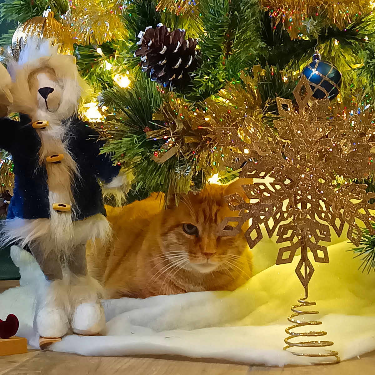 Céline a rejoint le concours — aidez-le/la à gagner de superbes lots ! animal, cat, celebration, christmas_tree, cozy, decoration, festive, ginger_cat, greenery, holiday_decor, indoor, lights, ornaments, pet, pine_cone, plush_toy, snowflake, tinsel, winter, wooden_floor