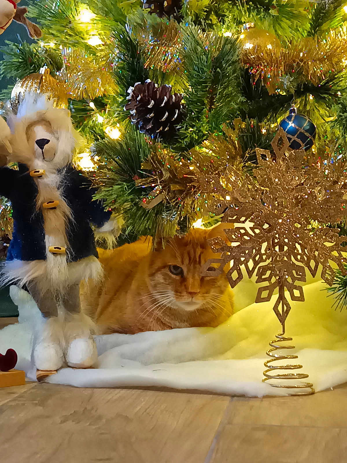 Céline a rejoint le concours — aidez-le/la à gagner de superbes lots ! animal, cat, celebration, christmas_tree, cozy, decoration, festive, ginger_cat, greenery, holiday_decor, indoor, lights, ornaments, pet, pine_cone, plush_toy, snowflake, tinsel, winter, wooden_floor
