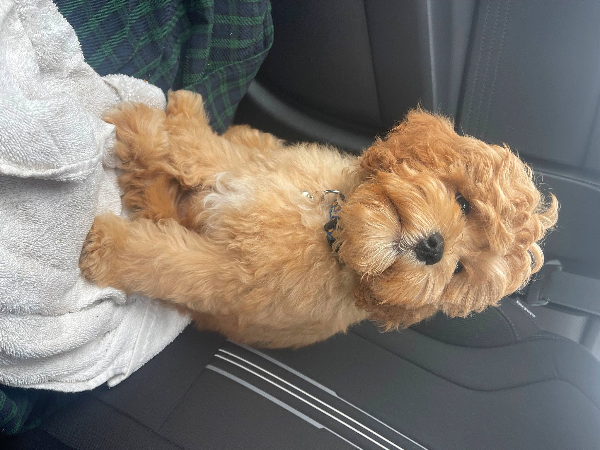 King joined the competition — help win amazing prizes! canidae, carnivore, comfort, companion_dog, dog, dog_breed, fawn, fur, pet_supply, sporting_group, stuffed_toy, toy, working_animal