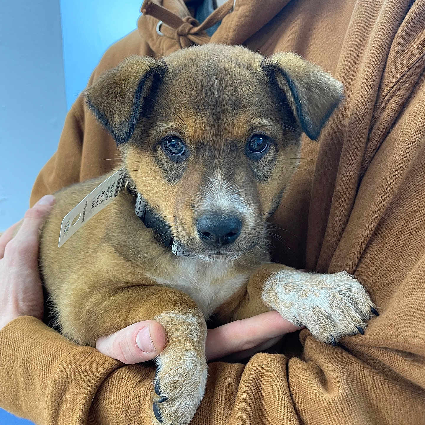 Bear is registered to the contest to win money with this photo: animal, blanket, bodypart, canine, clothing, coat, dog, face, finger, hand, head, hood, hound, knitwear, person, pet, photography, puppy, sweater, sweatshirt
