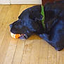 Hercules joined the competition — help win amazing prizes! animal, black_dog, canine, close_up, collar, dog, domestic_animal, floor, green_collar, indoor, laying_down, mouth, orange_ball, pet, playful, resting, side_view, sleepy, toy, wooden_floor