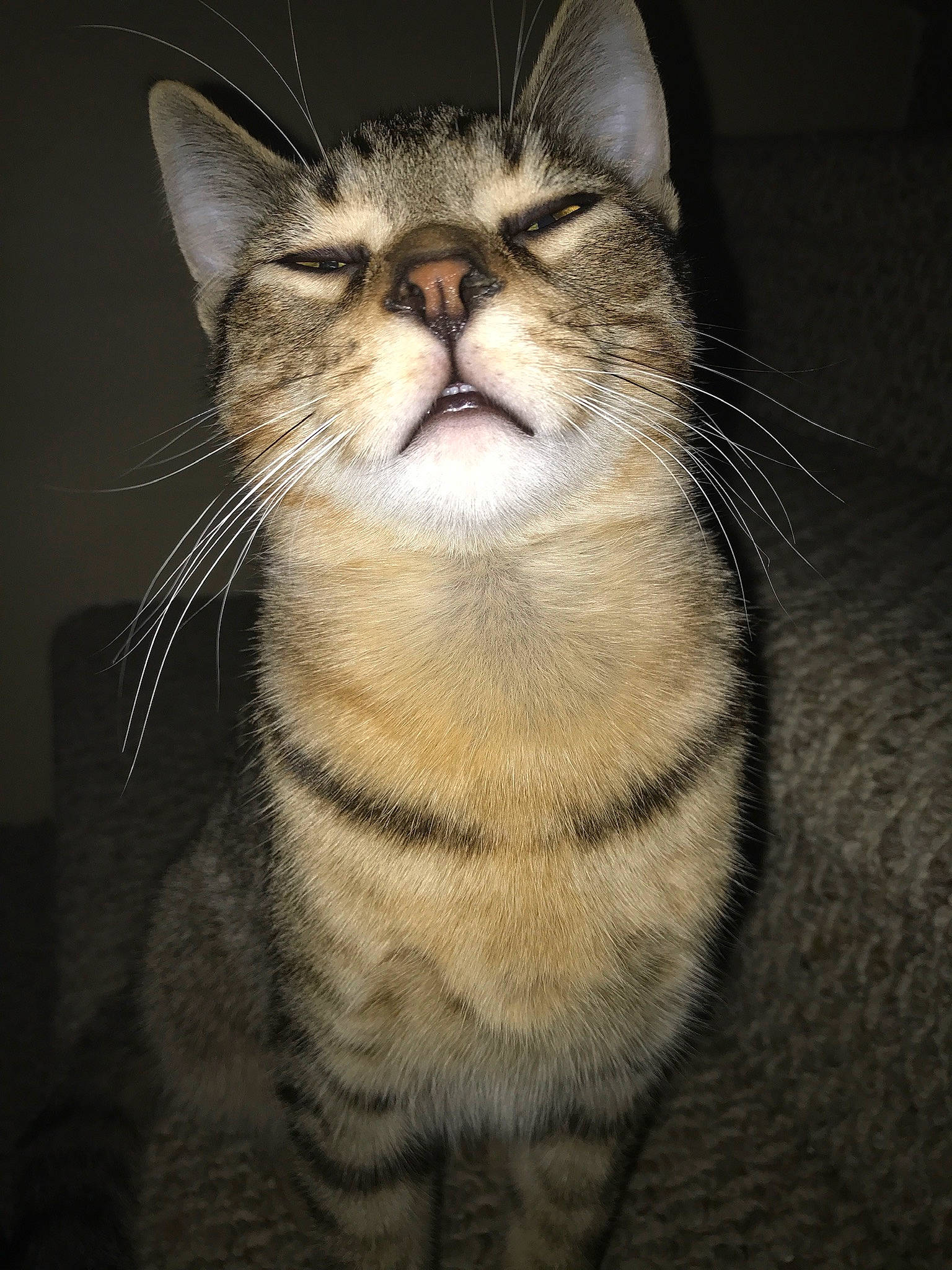 George is registered to the contest to win money with this photo: carnivore, cat, darkness, domestic_short_haired_cat, felidae, fur, macro_photography, paw, small_to_medium_sized_cats, snout, terrestrial_animal, whiskers, wildlife, window