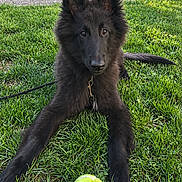 Notch a rejoint le concours — aidez-le/la à gagner de superbes lots ! dog, black_dog, fluffy, long_hair, pointed_ears, sitting, grass, lawn, outdoor, garden, tennis_ball, toy, leash, portrait, pet, animal, alert, looking_at_camera, greenery, sunlight
