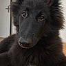 Notch a rejoint le concours — aidez-le/la à gagner de superbes lots ! dog, black_dog, fluffy, long_hair, pointed_ears, portrait, close_up, pet, canine, animal, brown_eyes, black_fur, white_chest, lying_down, wooden_floor, indoors, home, doorway, headshot, cute