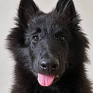 Notch joined the competition — help win amazing prizes! dog, puppy, black_dog, fluffy, long_hair, pointed_ears, pink_tongue, open_mouth, portrait, close_up, front_facing, looking_at_camera, shiny_eyes, black_fur, fur, pet, animal, indoor, neutral_background, cute
