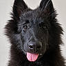 dog, puppy, black_dog, fluffy, long_hair, pointed_ears, pink_tongue, open_mouth, portrait, close_up, front_facing, looking_at_camera, shiny_eyes, black_fur, fur, pet, animal, indoor, neutral_background, cute