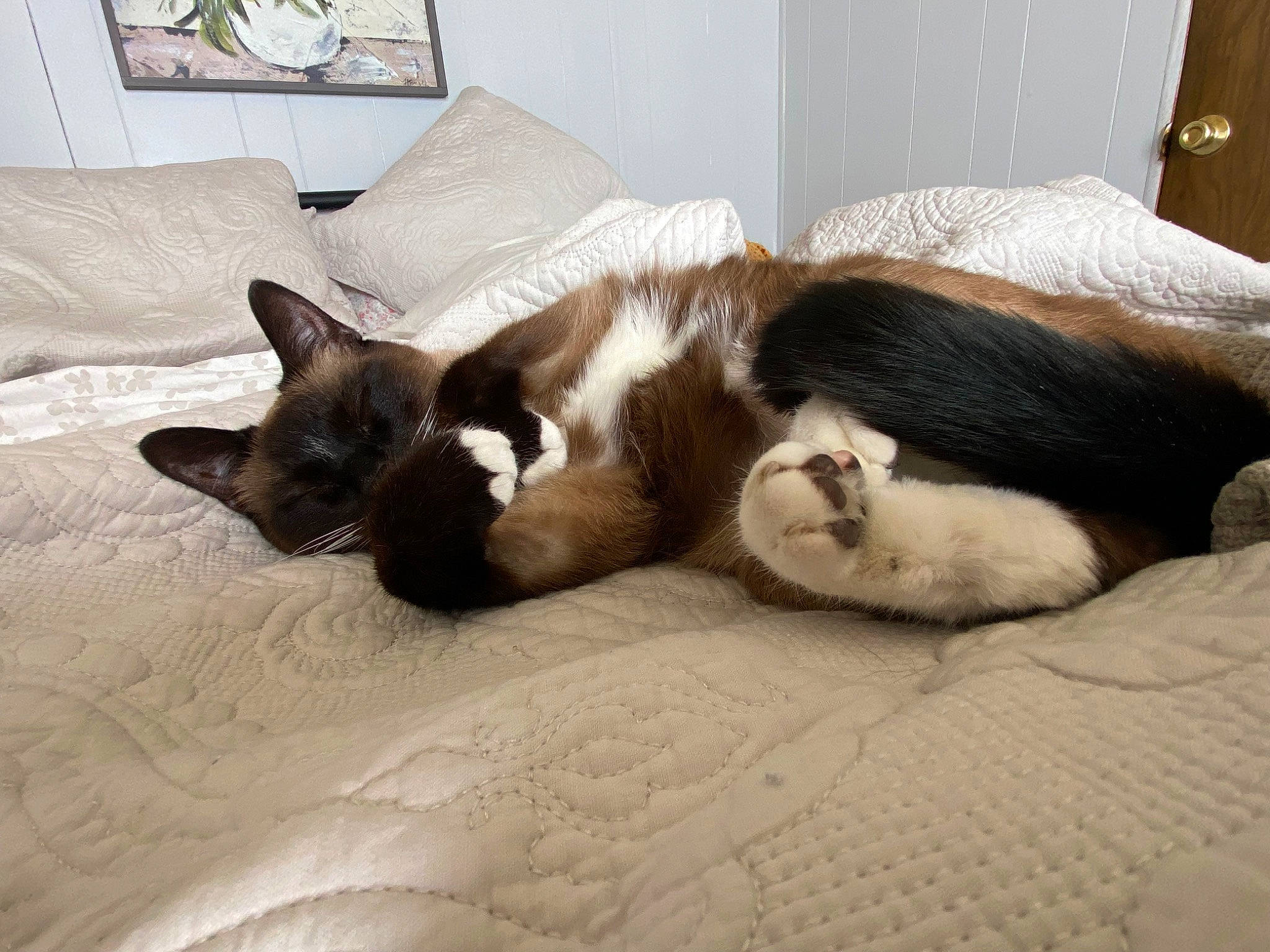 Rudy joined the competition — help win amazing prizes! bed, bedding, brown, canidae, carnivore, cat, comfort, companion_dog, dog_breed, domestic_short_haired_cat, fawn, felidae, fur, hardwood, linens, small_to_medium_sized_cats, snout, tail, whiskers, wood