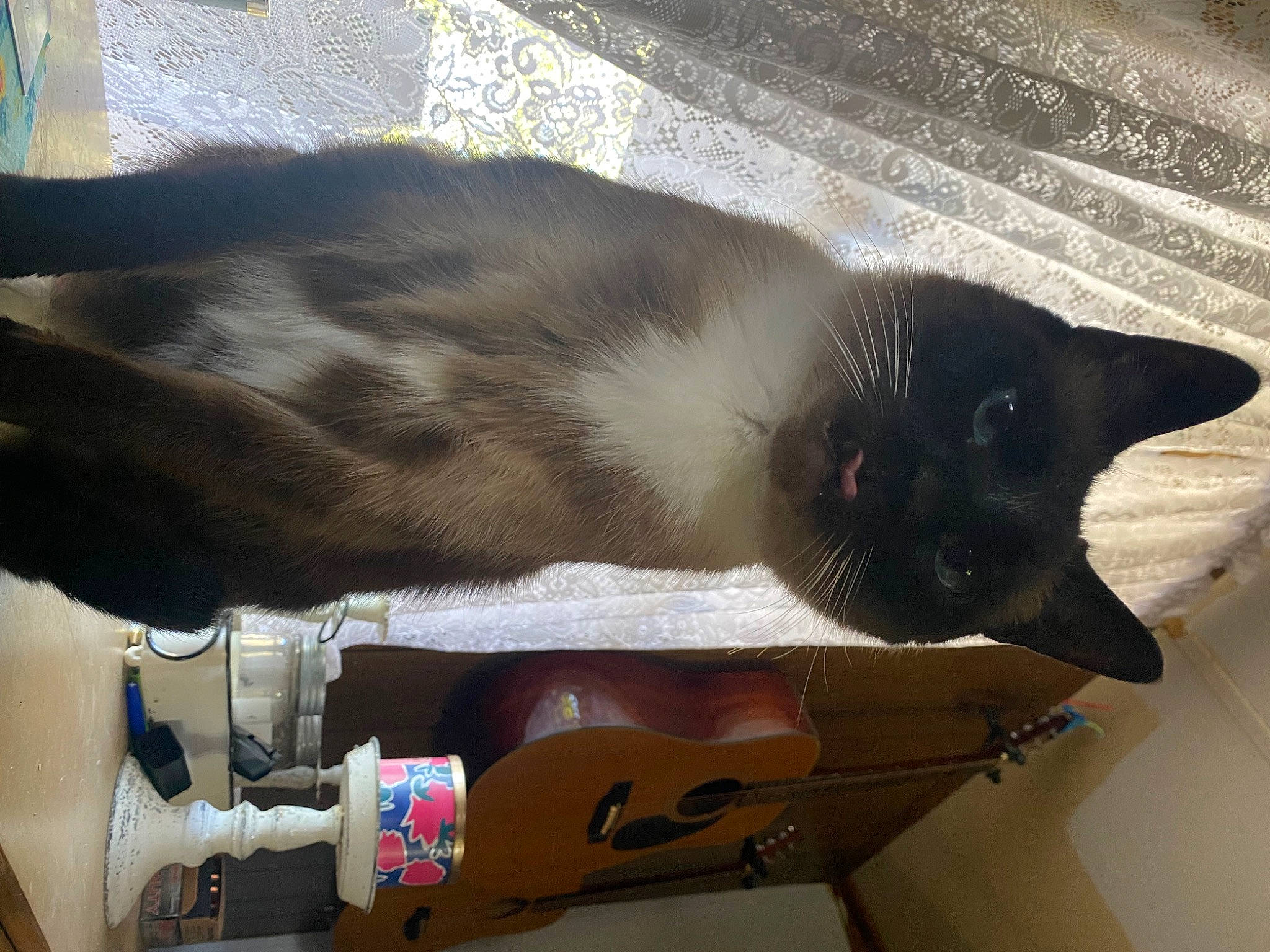 Rudy is registered to the contest to win money with this photo: carnivore, cat, collar, domestic_short_haired_cat, fawn, felidae, fur, guitar, paw, siamese, small_to_medium_sized_cats, snout, tail, thai, vertebrate, whiskers, wood