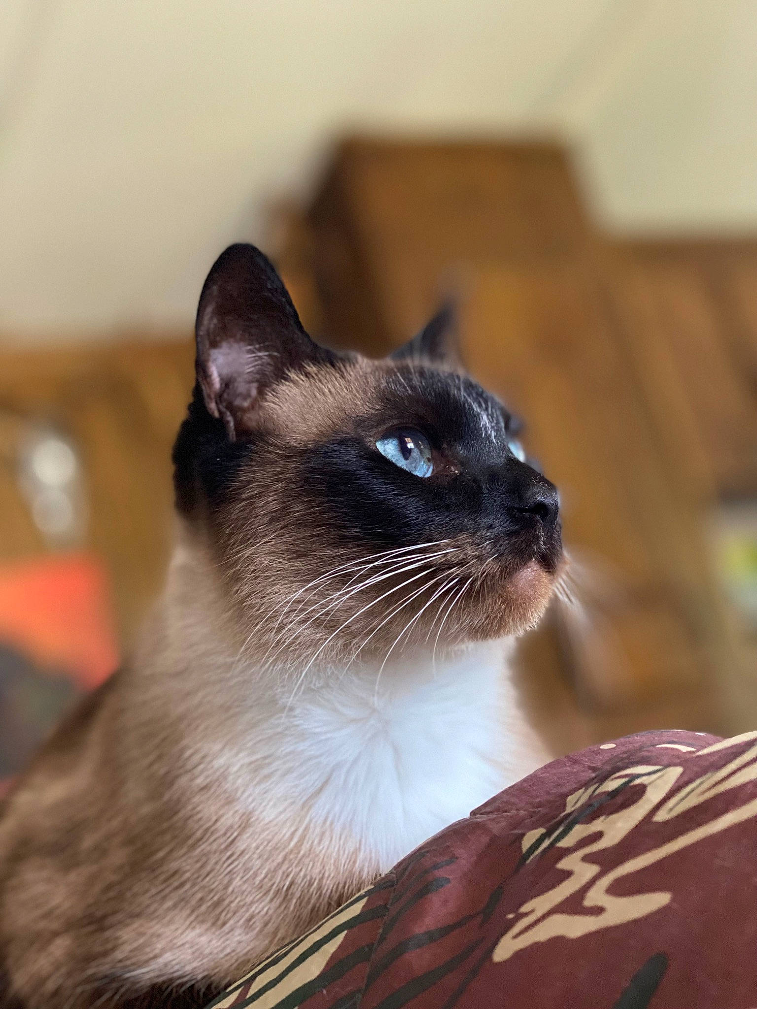 Rudy joined the competition — help win amazing prizes! carnivore, cat, fawn, felidae, fur, grass, pet_supply, siamese, small_to_medium_sized_cats, snout, terrestrial_animal, thai, whiskers, wildlife