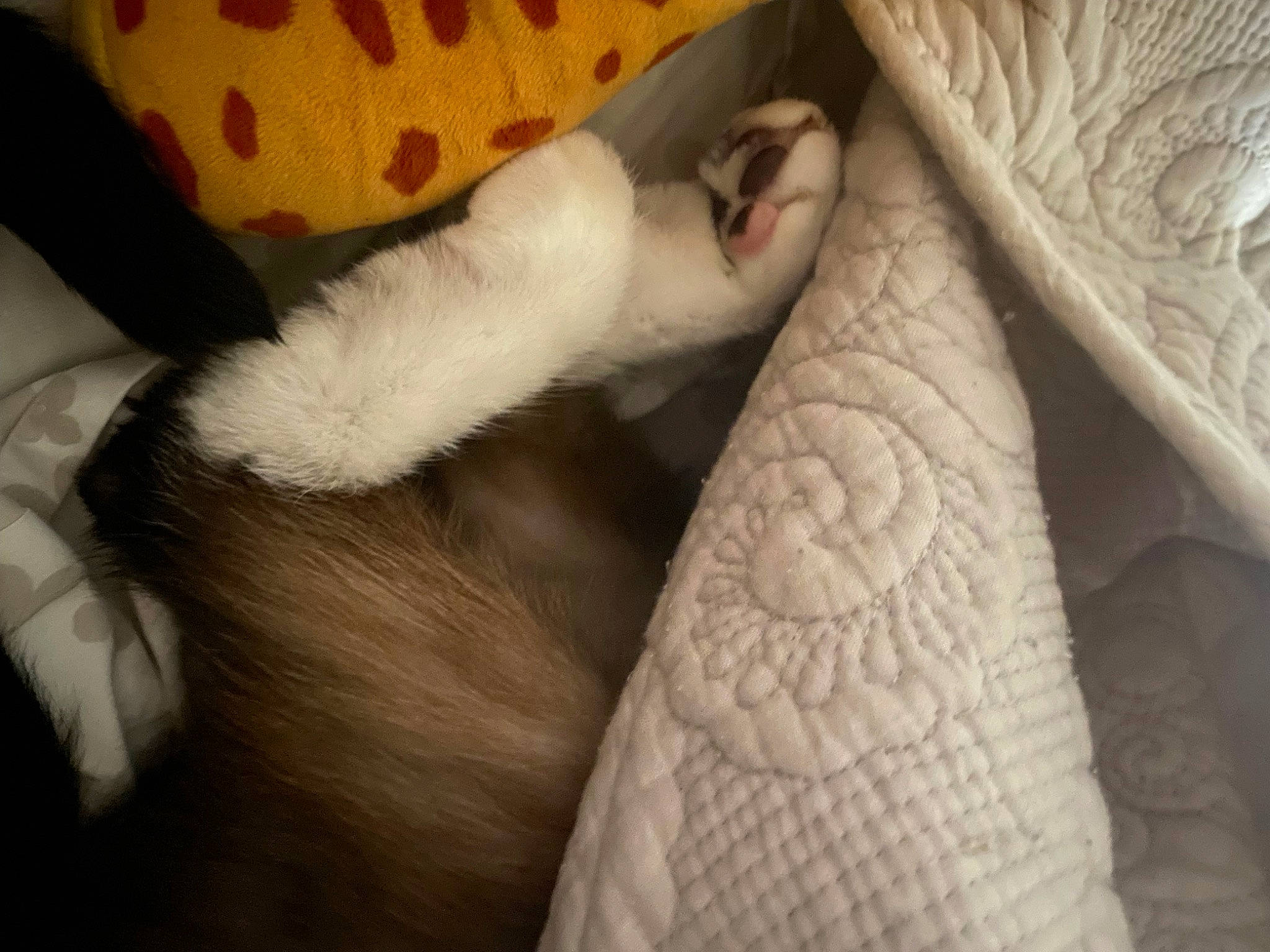 Rudy is registered to the contest to win money with this photo: beak, carnivore, cat, claw, comfort, companion_dog, couch, fawn, feather, felidae, foot, fur, human_leg, nap, paw, small_to_medium_sized_cats, snout, tail, terrestrial_animal, whiskers