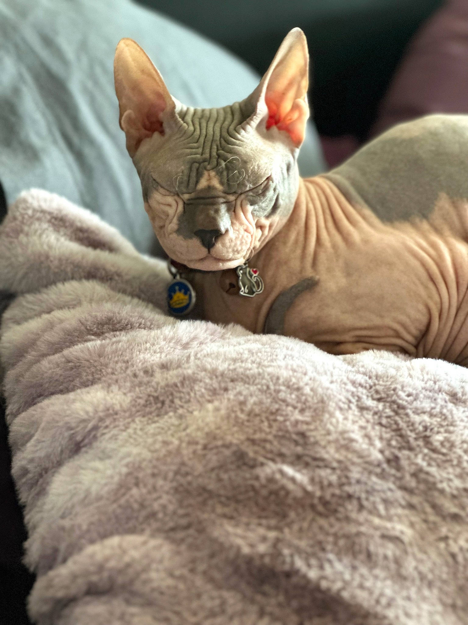 Tutankhamun is registered to the contest to win money with this photo: canidae, carnivore, cat, comfort, donskoy, fawn, felidae, fur, peterbald, small_to_medium_sized_cats, snout, sphynx, terrestrial_animal, toy, vertebrate, whiskers, wildlife