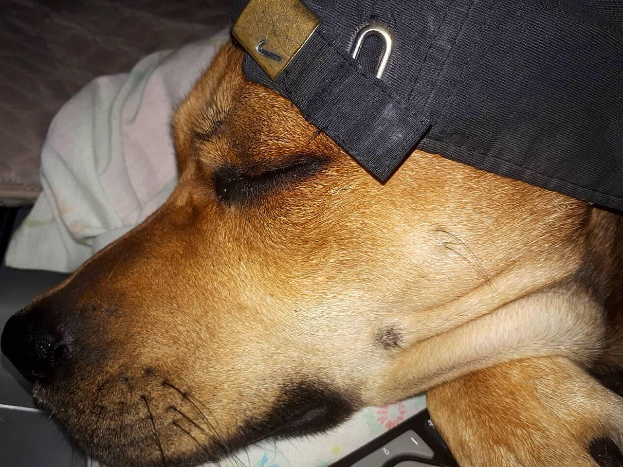 Brigand participe au concours pour gagner de l'argent avec cette photo : canidae, carnivore, collar, comfort, companion_dog, dog, dog_breed, dog_collar, fashion_accessory, fawn, fur, guard_dog, jaw, non_sporting_group, pet_supply, snout, sporting_group, whiskers, working_animal, working_dog