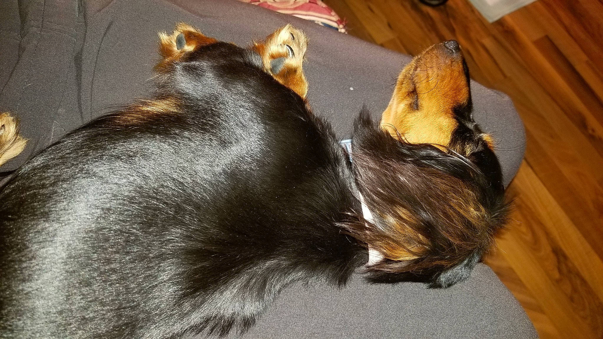 Zoey Mae is registered to the contest to win money with this photo: canidae, carnivore, claw, companion_dog, dog, dog_breed, ear, fawn, felidae, fur, liver, nap, paw, snout, sporting_group, tail, terrestrial_animal, whiskers, wood, working_animal