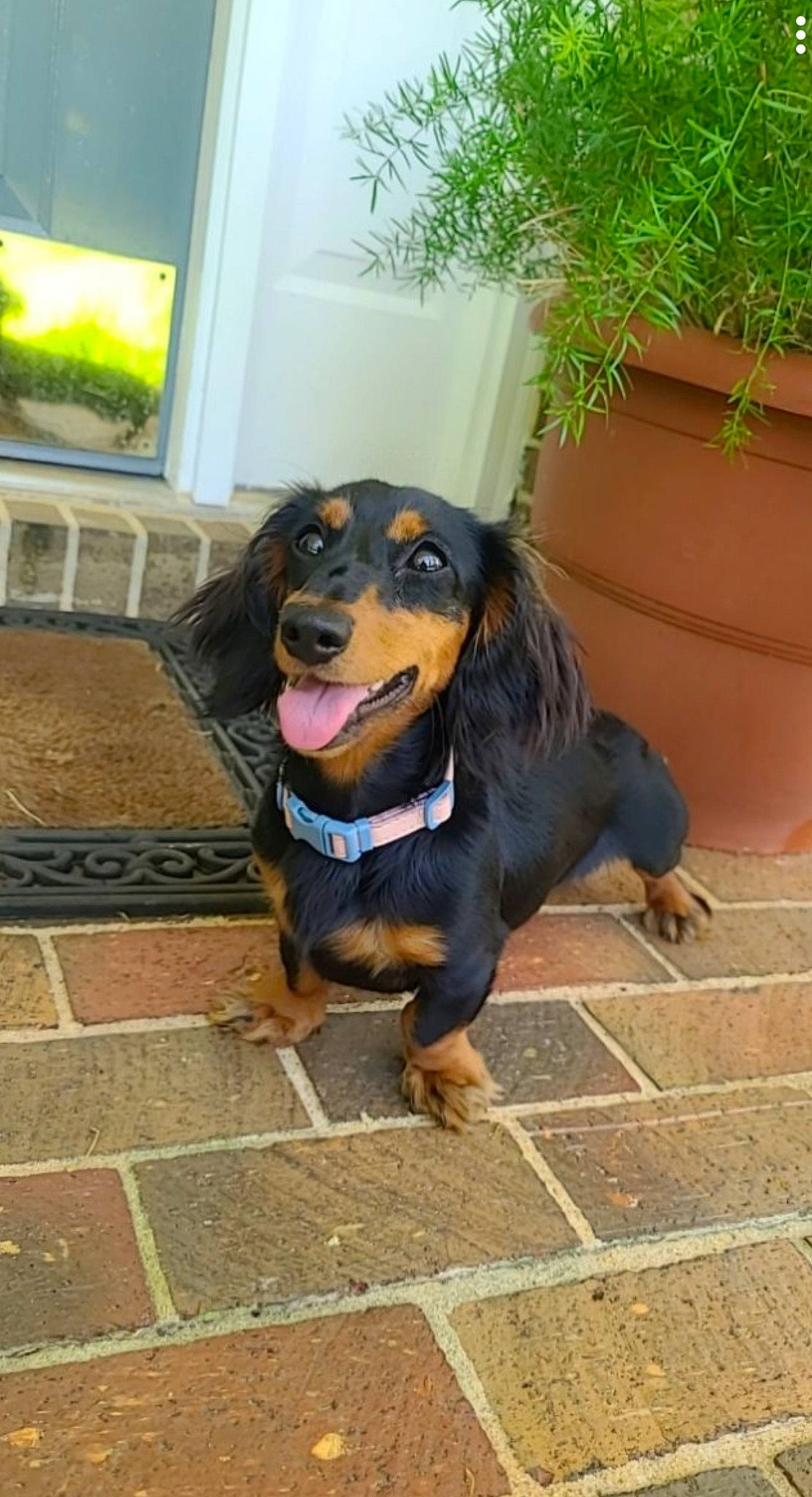 Zoey Mae joined the competition — help win amazing prizes! carnivore, collar, companion_dog, dog, dog_breed, fawn, flooring, flowerpot, guard_dog, houseplant, hunting_dog, mammal, plant, road_surface, sporting_group, window, working_animal, working_dog