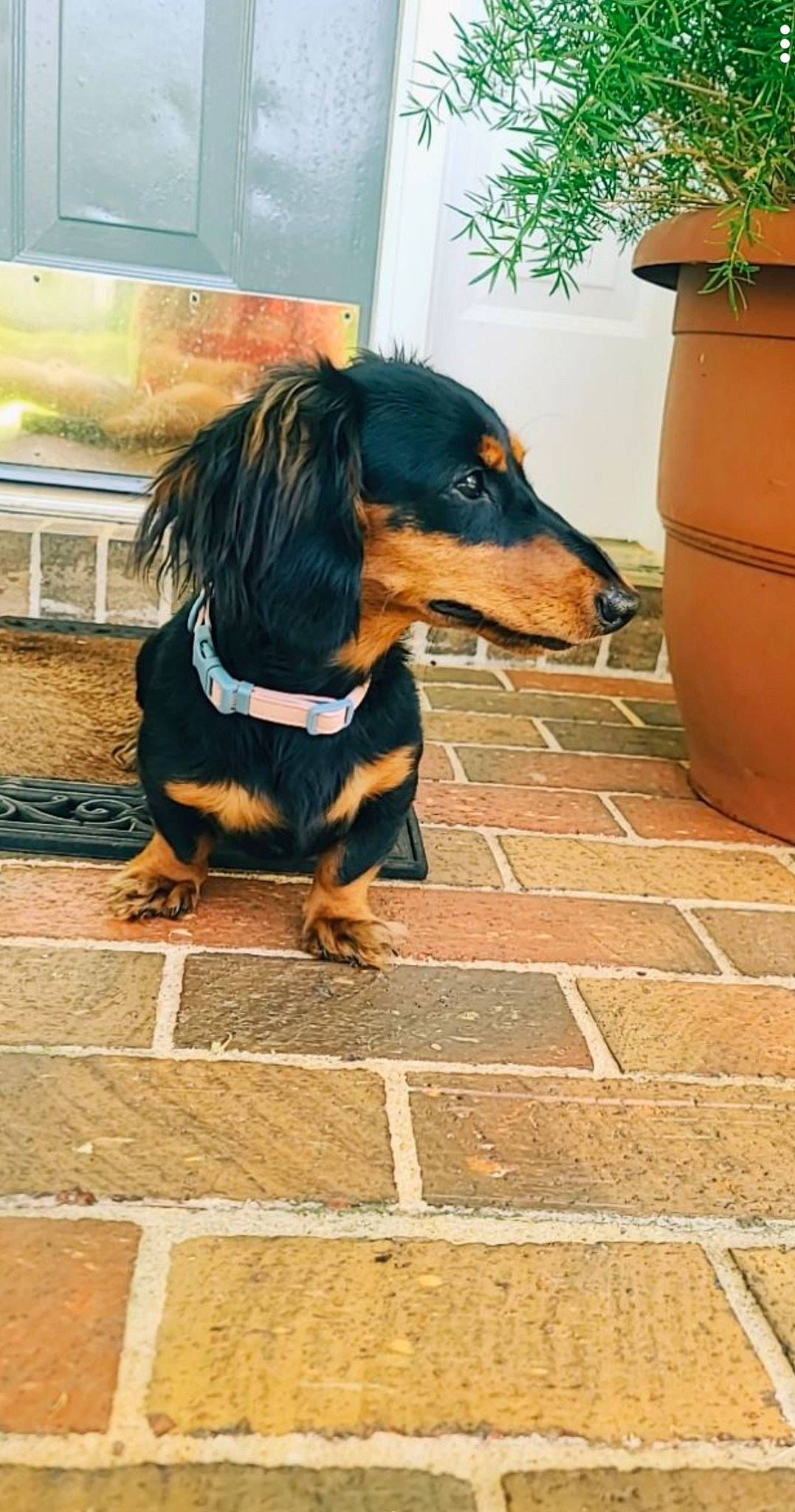 Zoey Mae joined the competition — help win amazing prizes! canidae, carnivore, companion_dog, dog, dog_breed, driveway, floor, flooring, flowerpot, foot, houseplant, plant, road_surface, shadow, sidewalk, sporting_group, working_dog