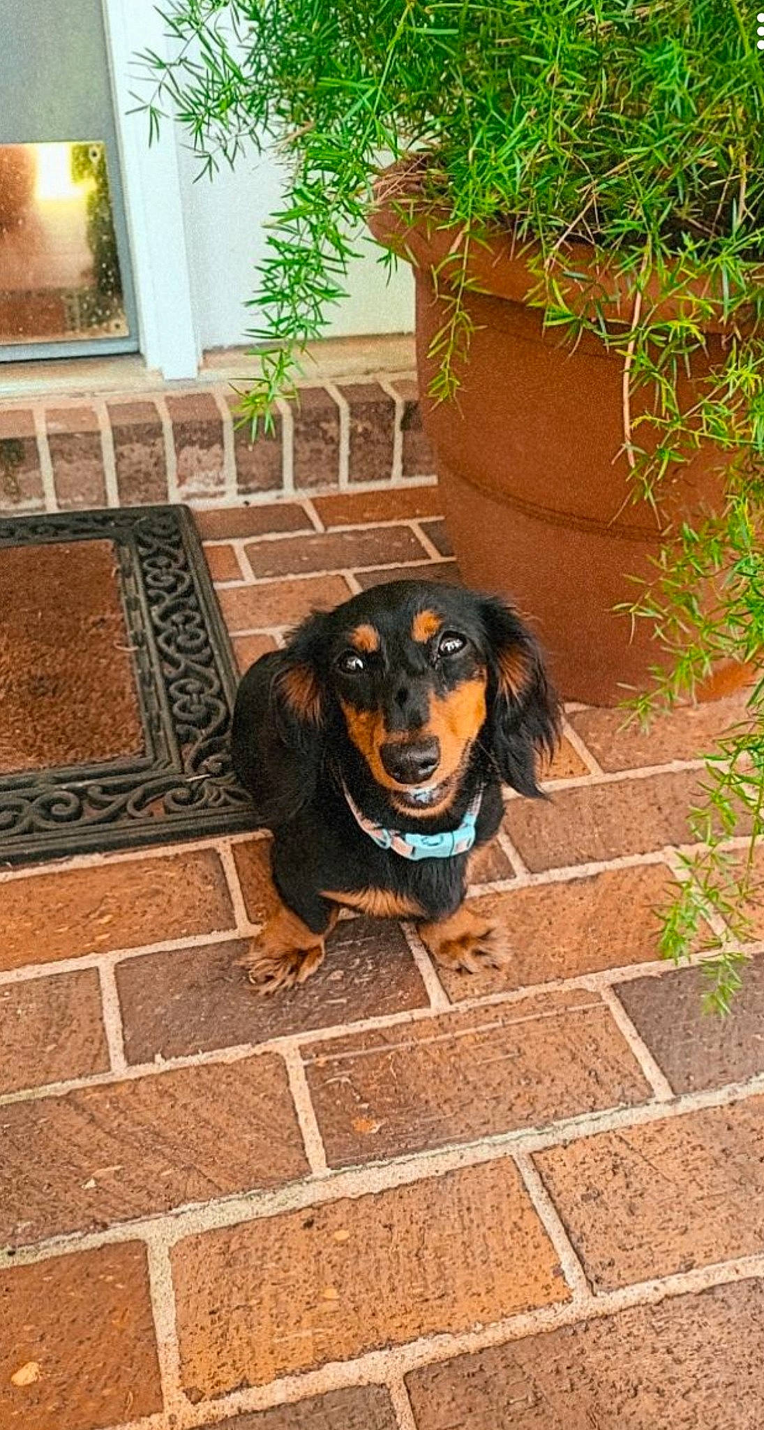 Zoey Mae joined the competition — help win amazing prizes! brick, brickwork, canidae, carnivore, companion_dog, dog, dog_breed, fawn, flooring, flowerpot, grass, houseplant, liver, plant, road_surface, sidewalk, snout, sporting_group, tints_and_shades, wall