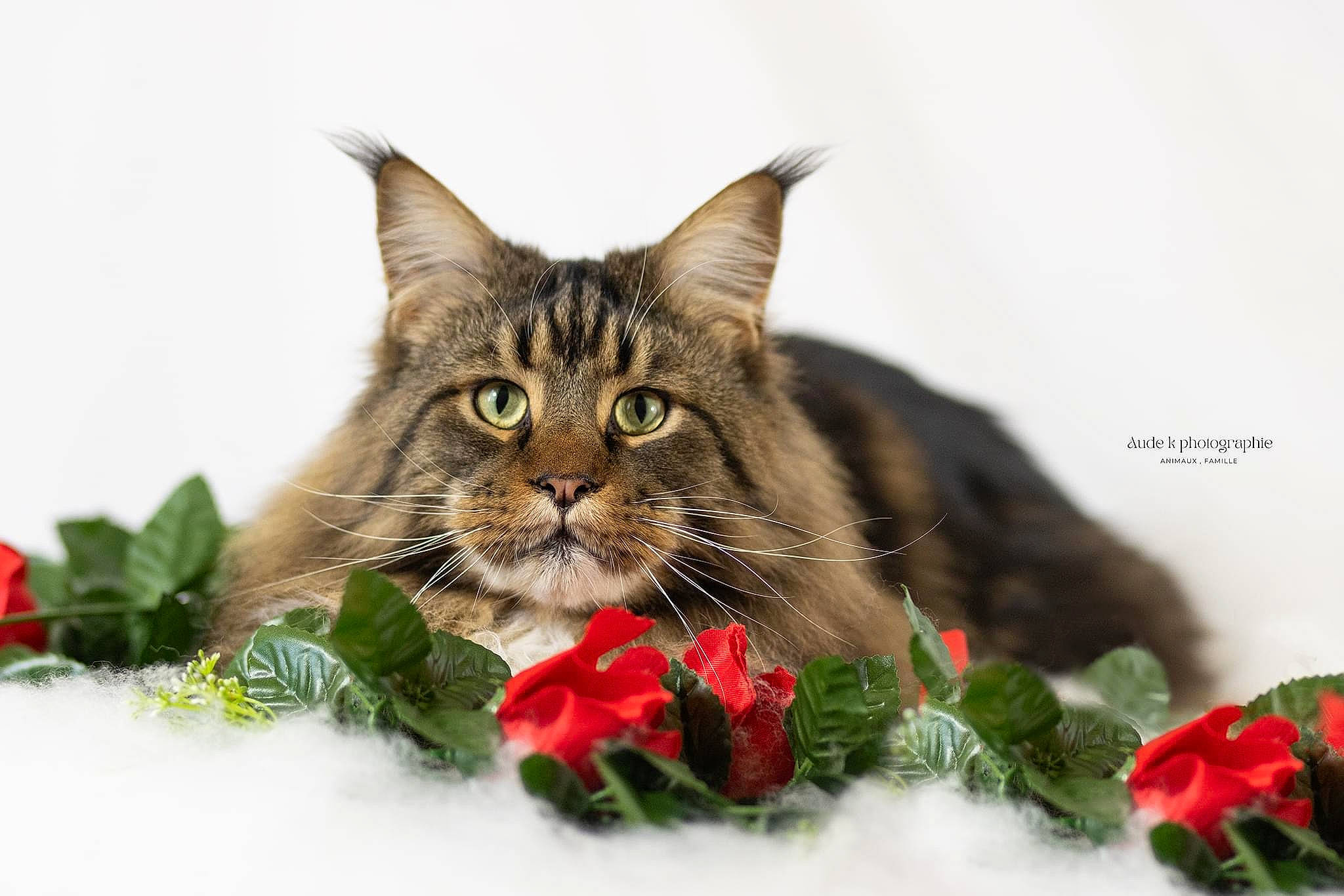 Ramsès a rejoint le concours — aidez-le/la à gagner de superbes lots ! carnivore, cat, domestic_short_haired_cat, event, felidae, flower, flowering_plant, fur, grass, holiday, petal, plant, rose, rose_family, rose_order, small_to_medium_sized_cats, snout, tree, whiskers, window