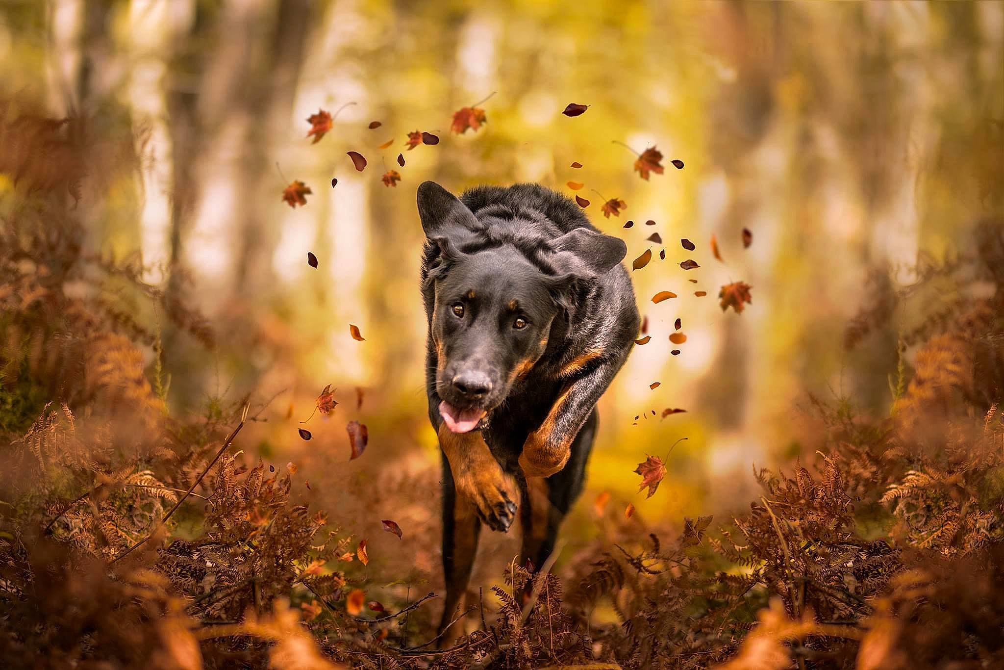 Mustang participe au concours pour gagner de l'argent avec cette photo : branch, carnivore, cloud, fawn, grass, landscape, leaf, natural_landscape, people_in_nature, plant, snout, sunlight, terrestrial_animal, tints_and_shades, tree, trunk, twig, vegetation, vertebrate, wood