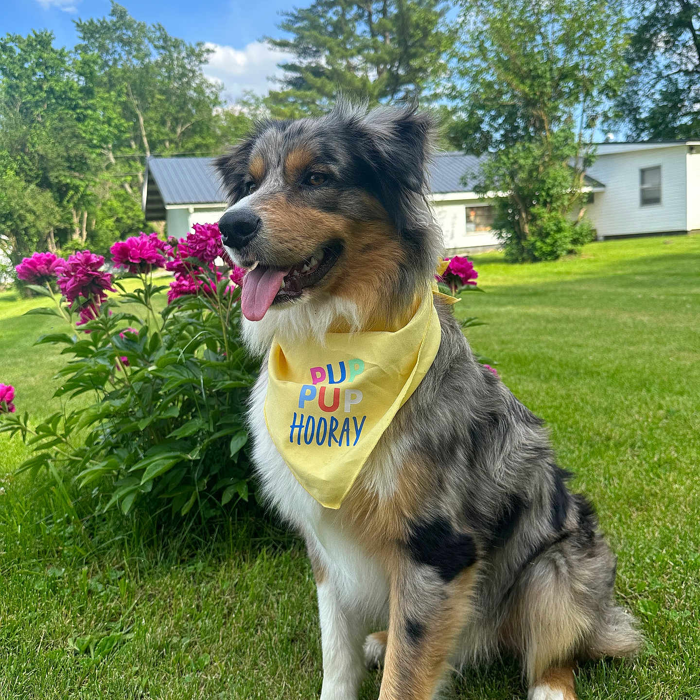 Thumper joined the competition — help win amazing prizes! animal, architecture, backyard, building, canine, dog, flower, grass, green, lawn, nature, outdoors, park, plant, pottedplant, shelter, summer, tree, vegetation, yard