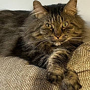 Fred is registered to the contest to win money with this photo: cat, tabby, fluffy, green_eyes, pet, animal, feline, couch, beige, texture, indoor, relaxed, paws, whiskers, ears, fur, portrait, resting, closeup, domestic_cat