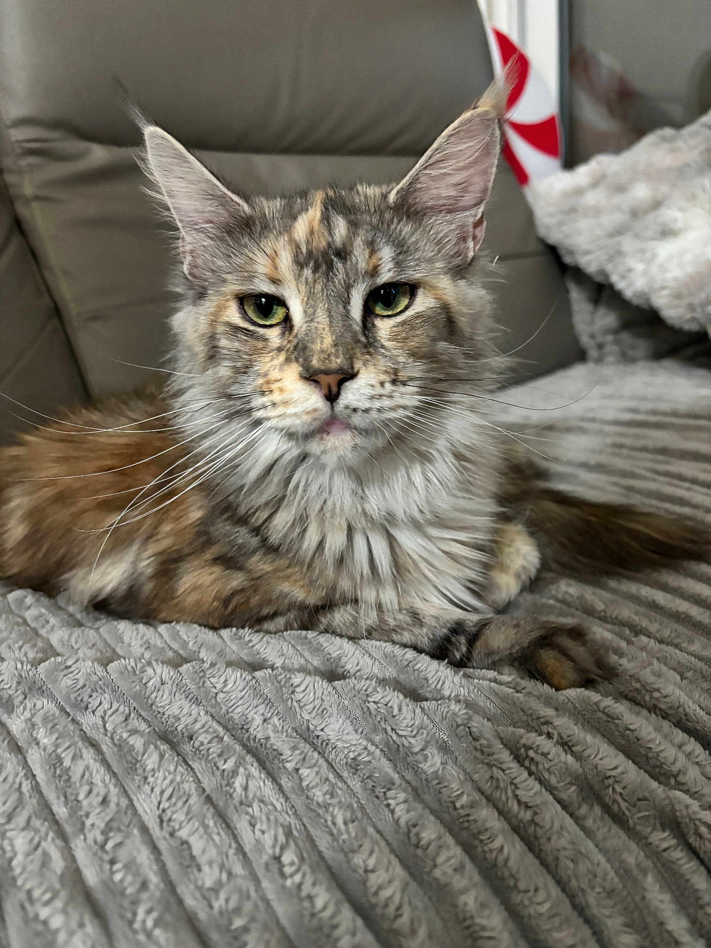 Zara participe au concours pour gagner de l'argent avec cette photo : cat, maine_coon, feline, pet, animal, fur, whiskers, ears, green_eyes, blanket, texture, couch, chair, indoor, relaxed, portrait, close_up, household, cozy, resting
