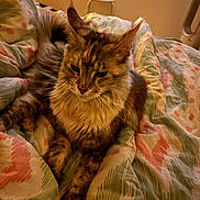 Zara participe au concours pour gagner de l'argent avec cette photo : cat, tabby, fluffy, bed, blanket, indoor, pet, feline, resting, comfort, fur, animal, cozy, patterned, domestic, cute, relaxed, whiskers, ears, tail