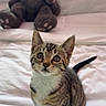 Sir is registered to the contest to win money with this photo: kitten, cat, tabby, pet, indoor, bed, white_bedspread, plush_toy, stuffed_animal, bunny, ears, fur, whiskers, cute, curious, young, animal, closeup, feline, domestic_cat