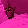 Sir joined the competition — help win amazing prizes! cat, kitten, tabby, bed, pillow, indoor, curious, pet, feline, resting, cozy, pink_lighting, blanket, cute, animal, domestic, young, fur, whiskers, ears