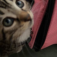 Sir joined the competition — help win amazing prizes! cat, tabby_cat, close_up, blue_eyes, pink_bag, black_zipper, green_surface, curious, pet, feline, indoor, collar, blurred, looking_up, animal, domestic_cat, whiskers, fur, face, side_view