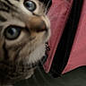 cat, tabby_cat, close_up, blue_eyes, pink_bag, black_zipper, green_surface, curious, pet, feline, indoor, collar, blurred, looking_up, animal, domestic_cat, whiskers, fur, face, side_view